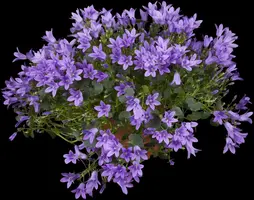 Campanula portenschlagiana (Dalmatiëklokje) - afbeelding 10