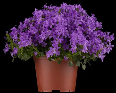 Campanula portenschlagiana (Dalmatiëklokje) - afbeelding 2