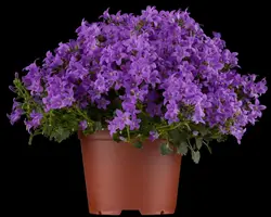 Campanula portenschlagiana (Dalmatiëklokje) - afbeelding 2