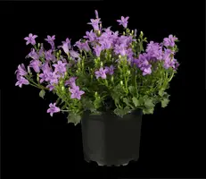 Campanula portenschlagiana (Dalmatiëklokje) - afbeelding 1