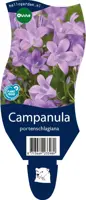 Campanula portenschlagiana (Kruipend klokje) kopen?