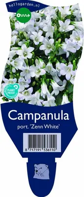 Campanula portenschlagiana 'Zenn White'  (Kruipend klokje) - afbeelding 1