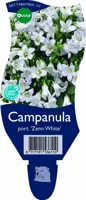 Campanula portenschlagiana 'Zenn White'  (Kruipend klokje) kopen?