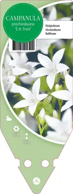 Campanula Poscharskyana E.H. Frost (Klokjesbloem) - afbeelding 1