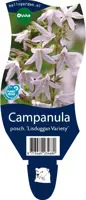 Campanula poscharskyana 'Lisduggan Variety' (Klokjesbloem) - afbeelding 1