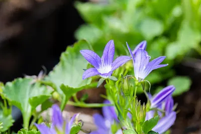 Campanula Poscharskyana Stella (Klokjesbloem) - afbeelding 5