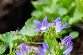 Campanula Poscharskyana Stella (Klokjesbloem) - afbeelding 5