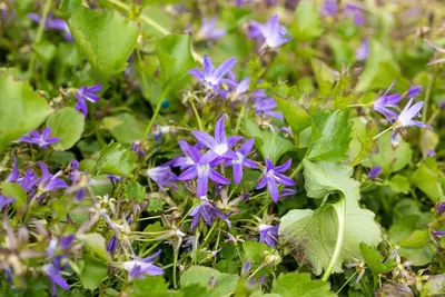 Campanula Poscharskyana Stella (Klokjesbloem) - afbeelding 7