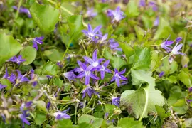 Campanula Poscharskyana Stella (Klokjesbloem) - afbeelding 7