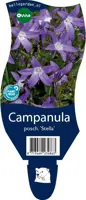 Campanula poscharskyana 'Stella' (Klokjesbloem) kopen?