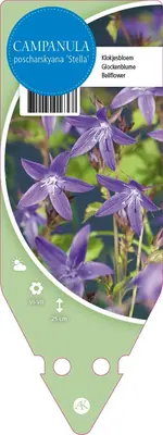 Campanula Poscharskyana Stella (Klokjesbloem) - afbeelding 1