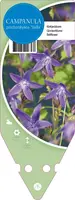 Campanula Poscharskyana Stella (Klokjesbloem) - afbeelding 1