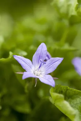 Campanula Poscharskyana Stella (Klokjesbloem) - afbeelding 4