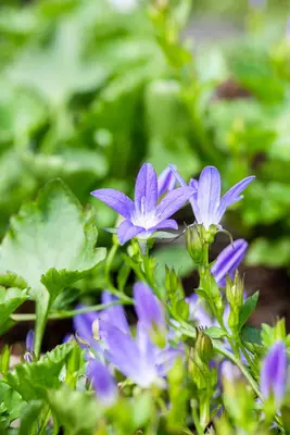 Campanula Poscharskyana Stella (Klokjesbloem) - afbeelding 6