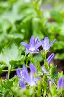 Campanula Poscharskyana Stella (Klokjesbloem) - afbeelding 6