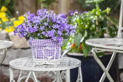 Campanula poscharskyana (Zodenvormend klokje) - afbeelding 8
