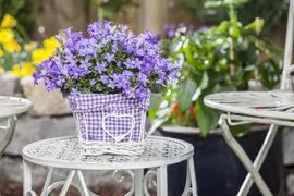 Campanula poscharskyana (Zodenvormend klokje) - afbeelding 8