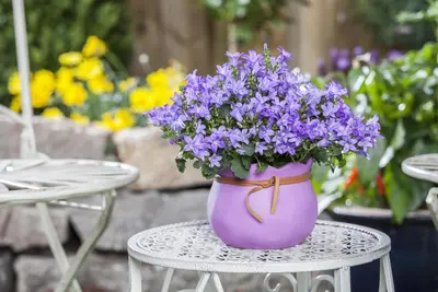 Campanula poscharskyana (Zodenvormend klokje) - afbeelding 9