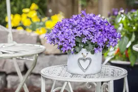 Campanula poscharskyana (Zodenvormend klokje) - afbeelding 11