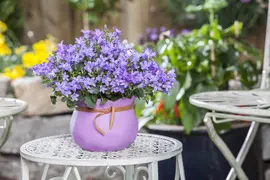 Campanula poscharskyana (Zodenvormend klokje) - afbeelding 15