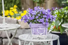 Campanula poscharskyana (Zodenvormend klokje) - afbeelding 16