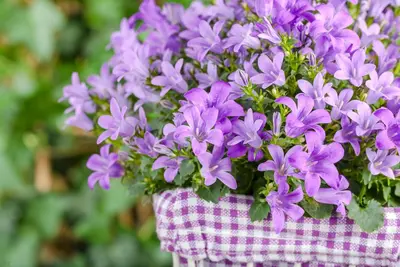 Campanula poscharskyana (Zodenvormend klokje) - afbeelding 20