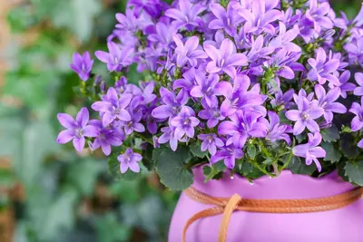 Campanula poscharskyana (Zodenvormend klokje) - afbeelding 21