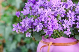 Campanula poscharskyana (Zodenvormend klokje) - afbeelding 21