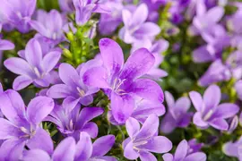 Campanula poscharskyana (Zodenvormend klokje) - afbeelding 22