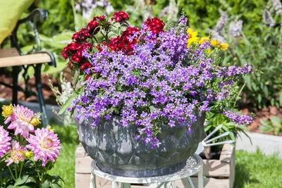 Campanula poscharskyana (Zodenvormend klokje) - afbeelding 24