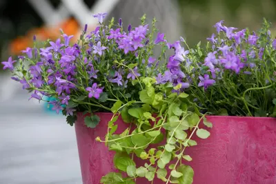 Campanula poscharskyana (Zodenvormend klokje) - afbeelding 27