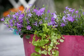 Campanula poscharskyana (Zodenvormend klokje) - afbeelding 27