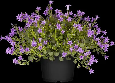 Campanula poscharskyana (Zodenvormend klokje) - afbeelding 18