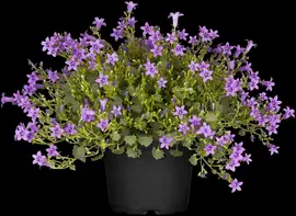 Campanula poscharskyana (Zodenvormend klokje) - afbeelding 18