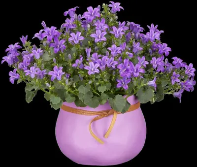Campanula poscharskyana (Zodenvormend klokje) - afbeelding 7