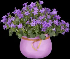 Campanula poscharskyana (Zodenvormend klokje) - afbeelding 7