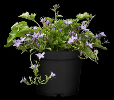 Campanula poscharskyana (Zodenvormend klokje) - afbeelding 3