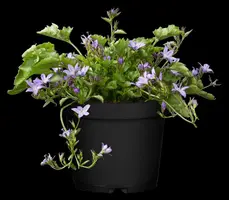 Campanula poscharskyana (Zodenvormend klokje) - afbeelding 3
