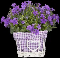 Campanula poscharskyana (Zodenvormend klokje) - afbeelding 6