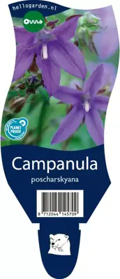 Campanula poscharskyana (Zodenvormend klokje) - afbeelding 1