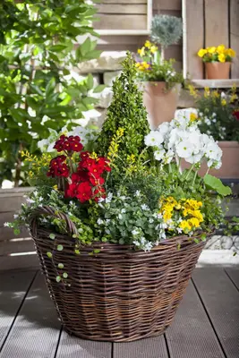 Campanula poscharskyana (Zodenvormend klokje) - afbeelding 5