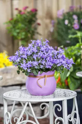 Campanula poscharskyana (Zodenvormend klokje) - afbeelding 10