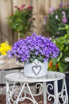 Campanula poscharskyana (Zodenvormend klokje) - afbeelding 12