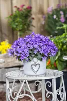 Campanula poscharskyana (Zodenvormend klokje) - afbeelding 12