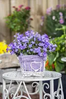 Campanula poscharskyana (Zodenvormend klokje) - afbeelding 14