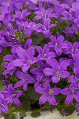 Campanula poscharskyana (Zodenvormend klokje) - afbeelding 17