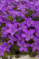 Campanula poscharskyana (Zodenvormend klokje) - afbeelding 17