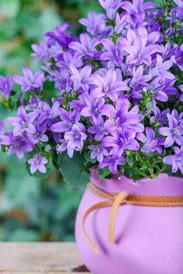 Campanula poscharskyana (Zodenvormend klokje) - afbeelding 19