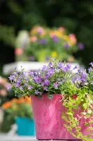 Campanula poscharskyana (Zodenvormend klokje) - afbeelding 28