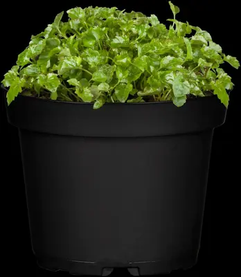 Campanula poscharskyana (Zodenvormend klokje) - afbeelding 2